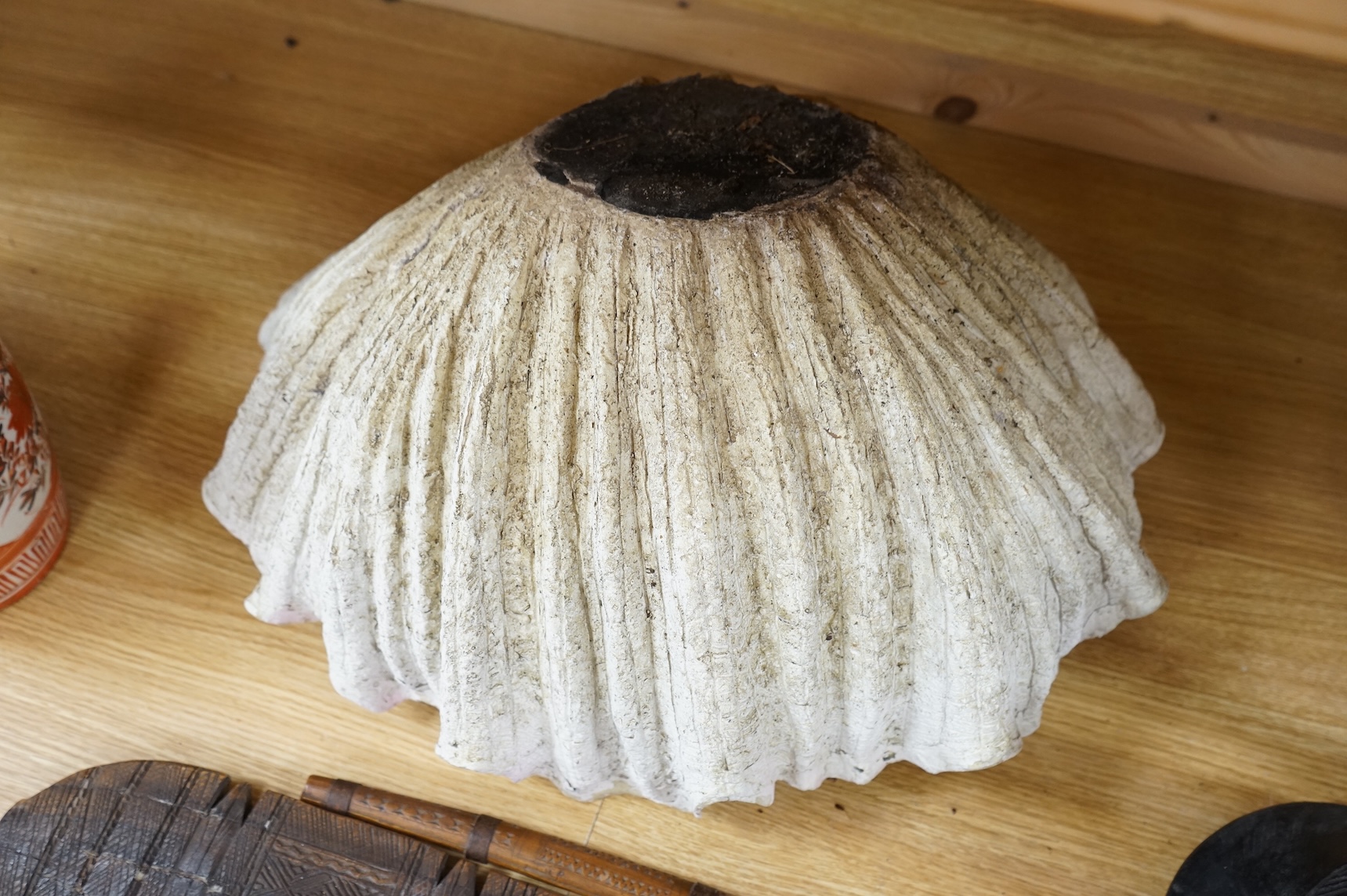 A window display faux giant clam shell, 53cm wide x 28cm high